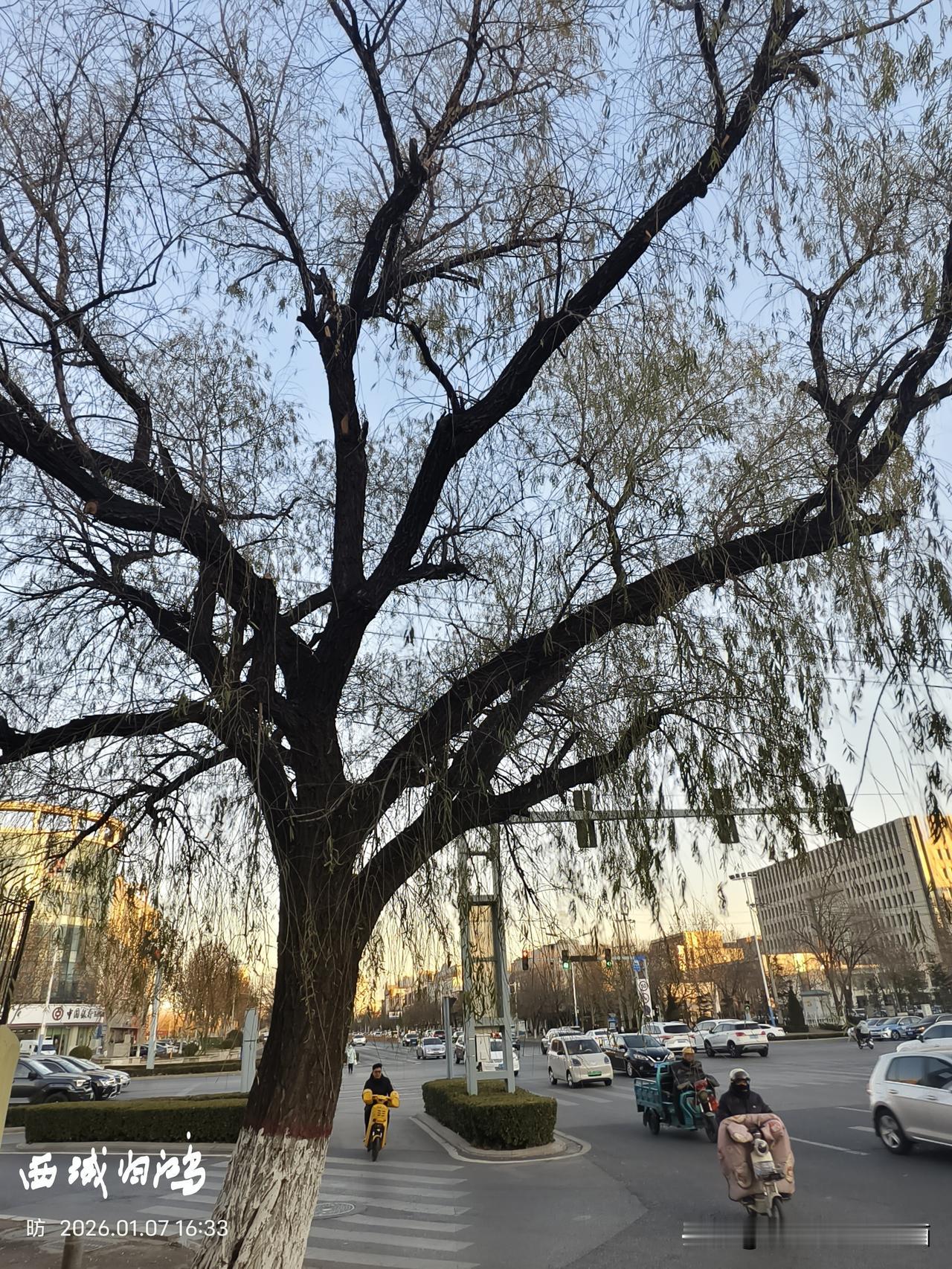 “柳树搂一搂，金银财宝都会有”，“门前有棵柳，金银财宝往里走”。在东营北一路和西