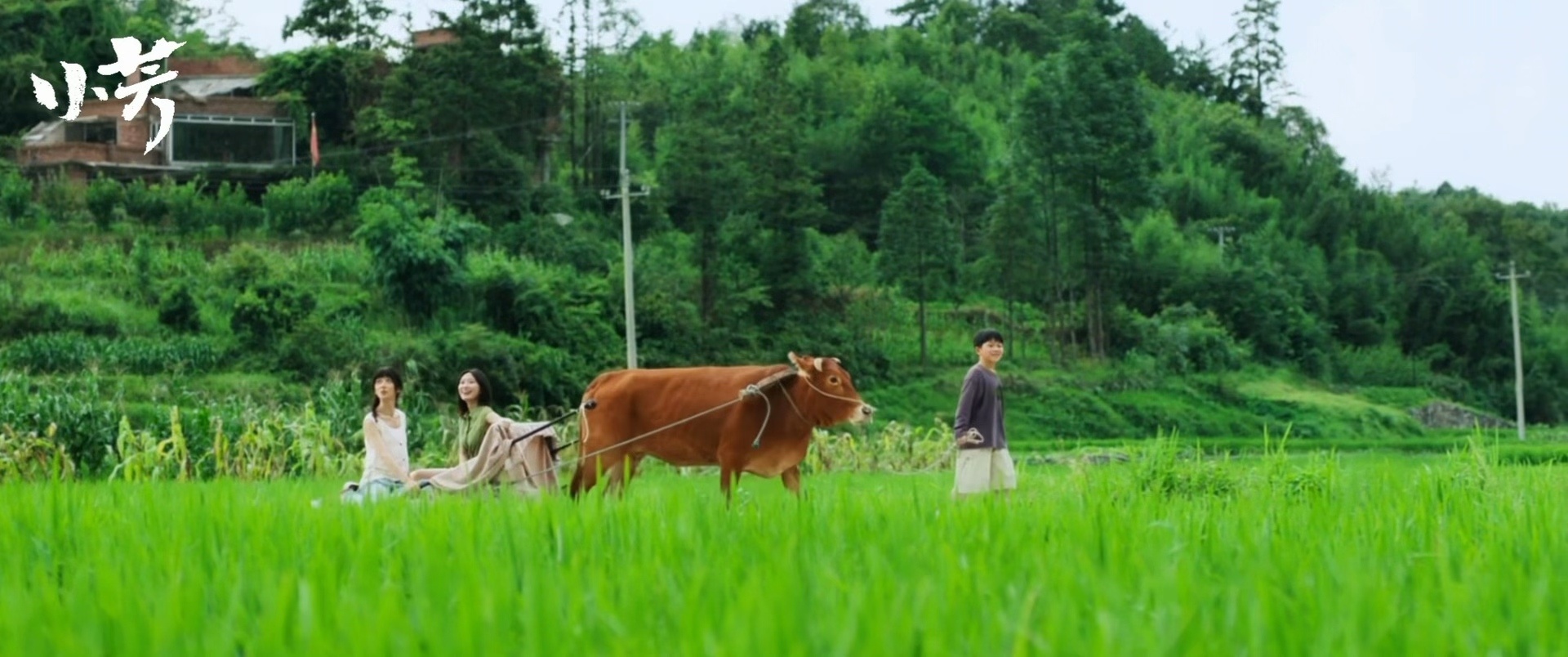 小芳首播反馈 开播就拿下收视榜首，实景风光治愈养眼，剧情有笑有暖爽感十足，热度一