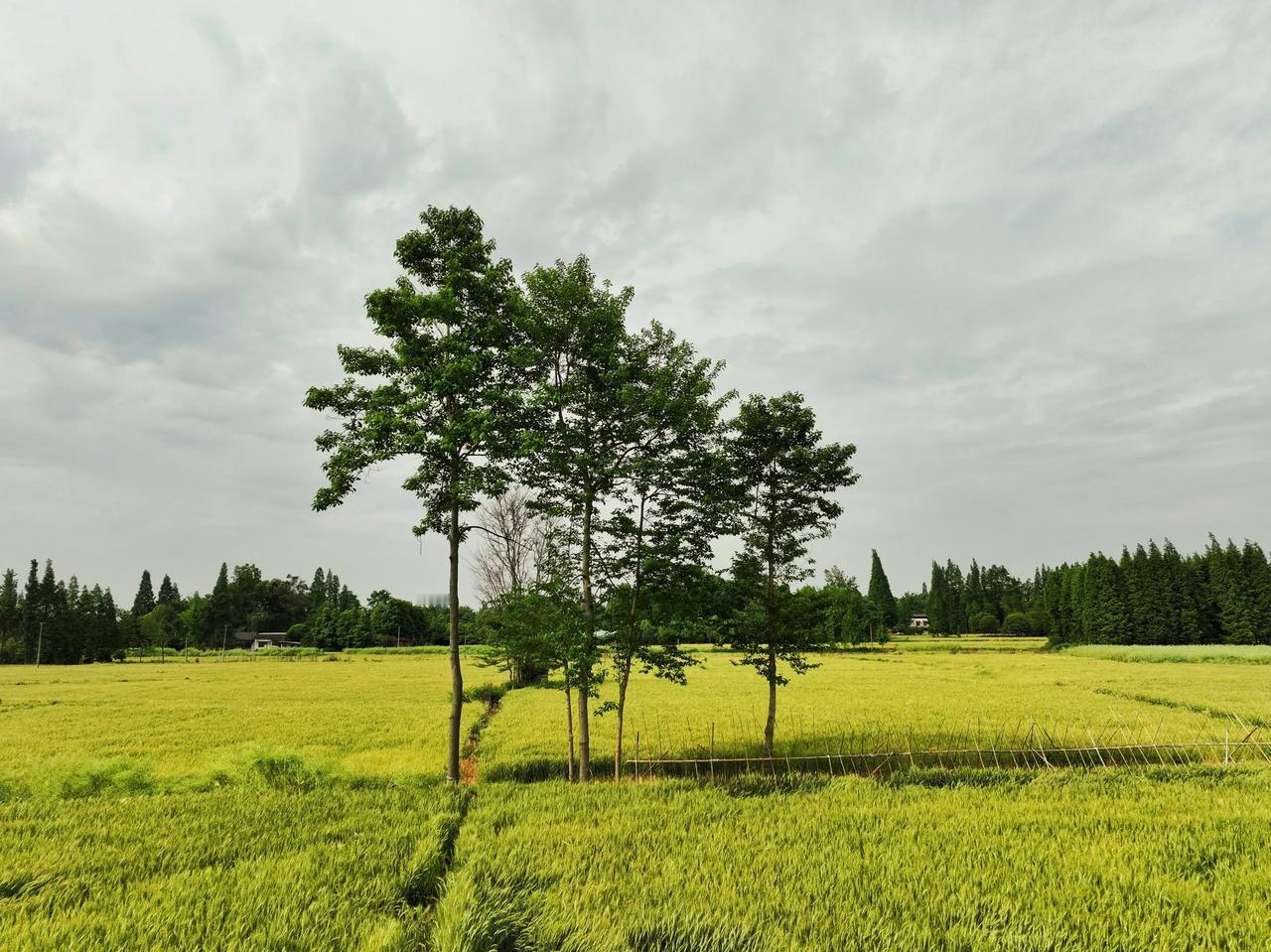 泉水村，高天厚土下的供奉
五一小长假，又一次来到位于青城山脚下的都江堰泉水村。自