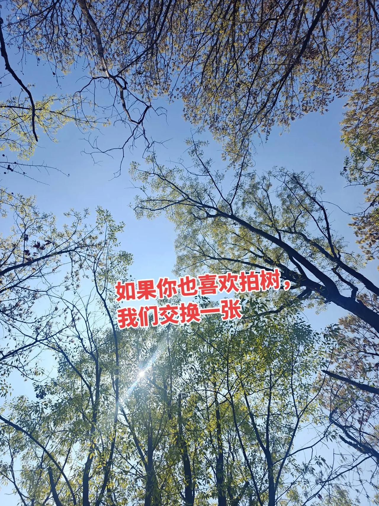 交换一张你拍的树。如果你也喜欢拍树不妨交换一张 如果你也喜欢拍树我们交换一张看看