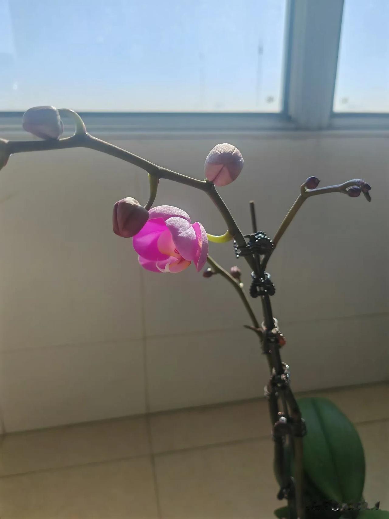 《咏蝶兰》
一夏秋来育这厢，终迎紫瓣吐幽光。
形如蝶舞窗台畔，韵若诗成梦笔旁。