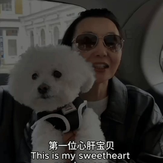 张曼玉牵狗上班 张曼玉牵狗上班的样子好自在也是相当真实了 