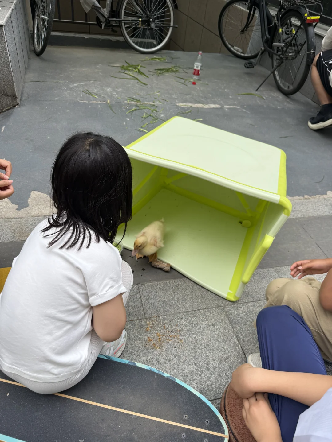 急‼️这到底是鹅还是鸭？