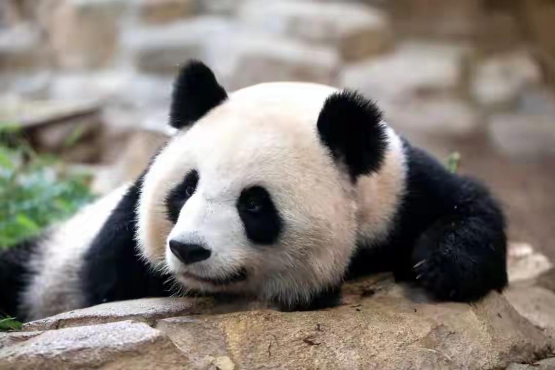 马克龙这次访华可太牛了，访华还没结束就把熊猫的事儿搞定了！11月26日，旅居法国