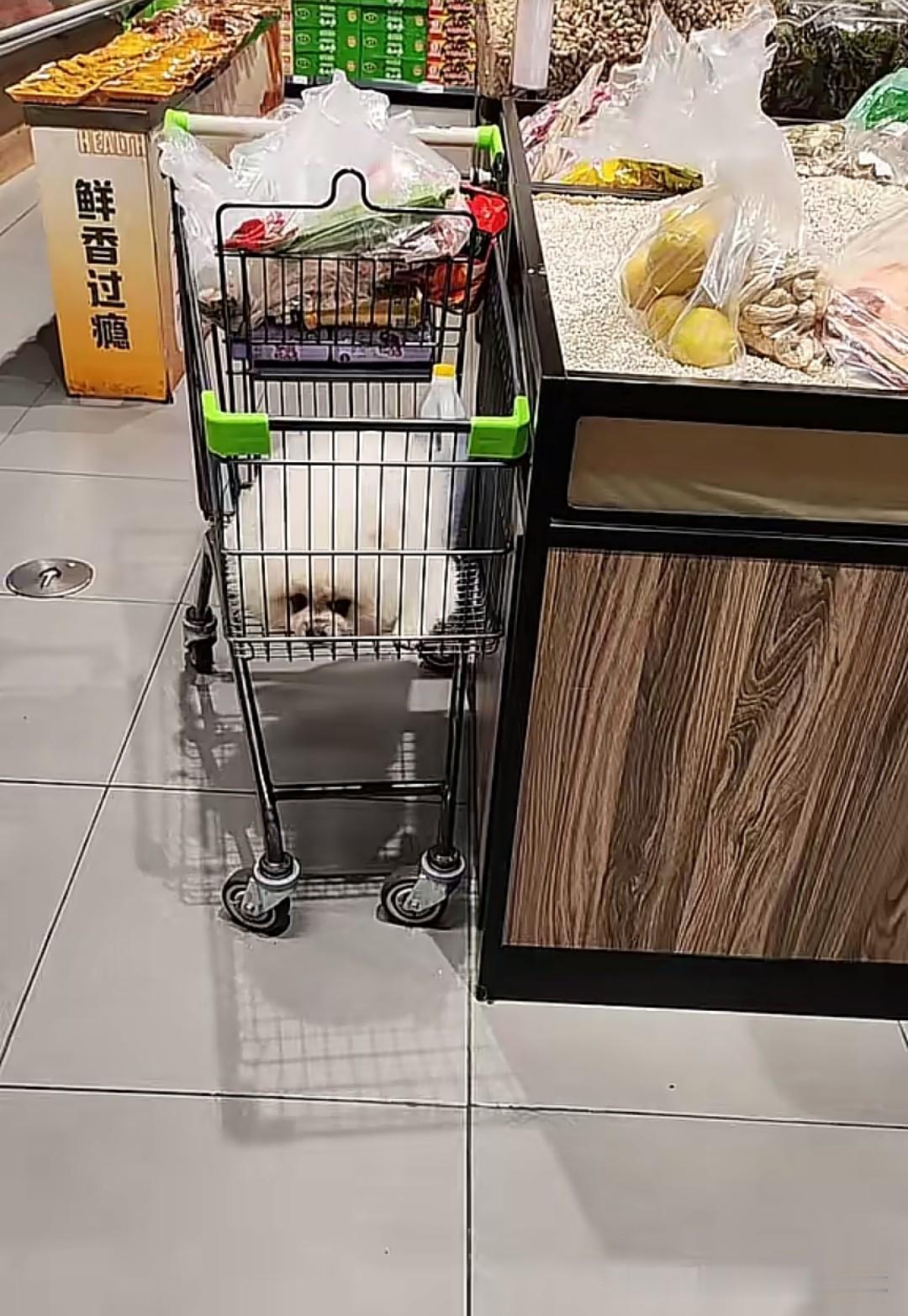 狗上这购物车，这车你还敢用吗？广东某家超市，有人拍到了这样的一幕：购物车底层栏内