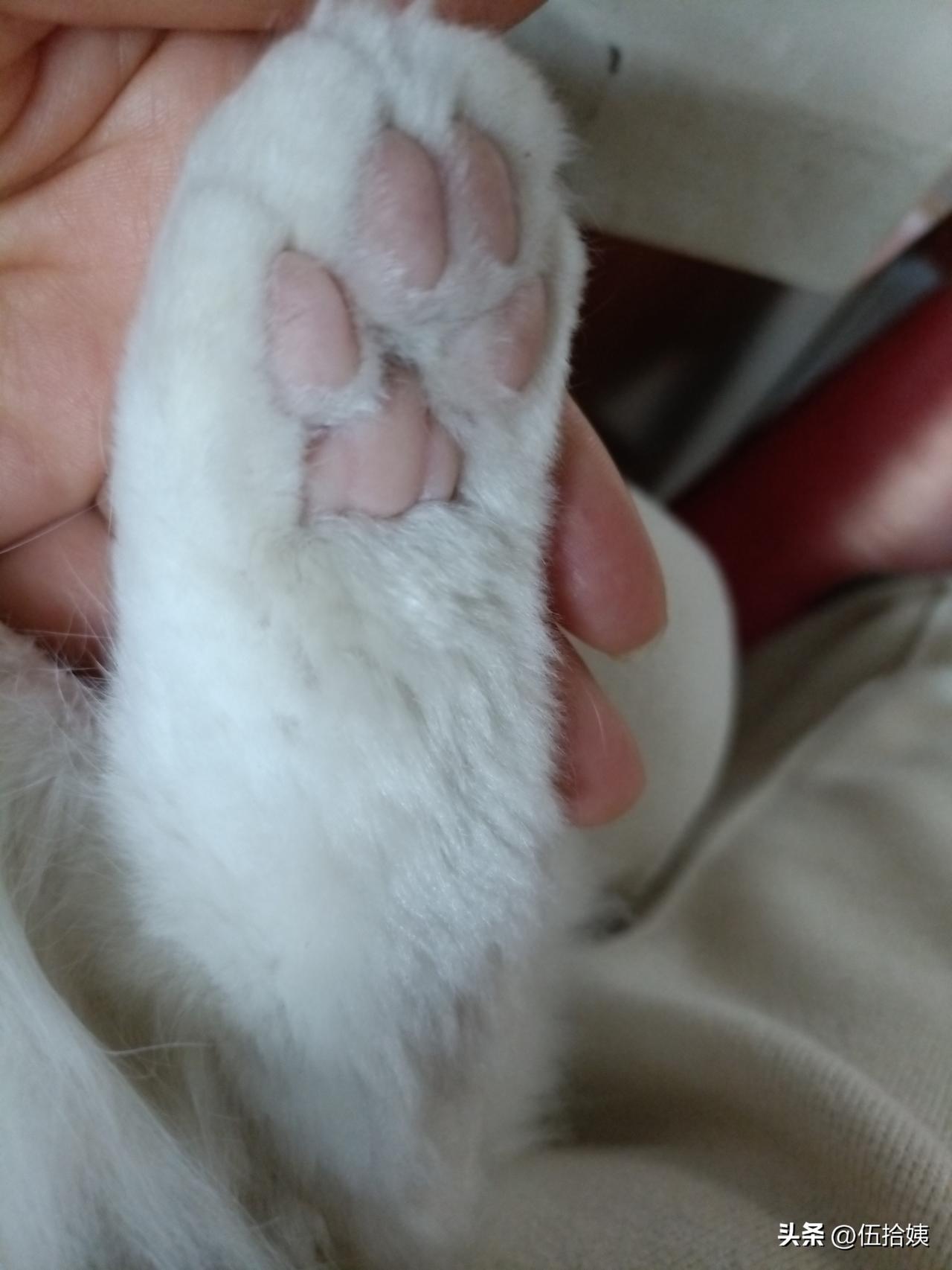 我家毛孩子的脚掌，应该是三叶草型吧？（以前一直以为猫掌都是一样的）[笑哭]
三叶