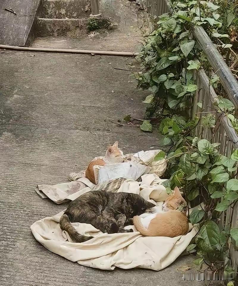 头条创作训练营 小区的流浪猫太多了，
邻居给它们找了一些破烂的衣物取暖 ，
慵懒