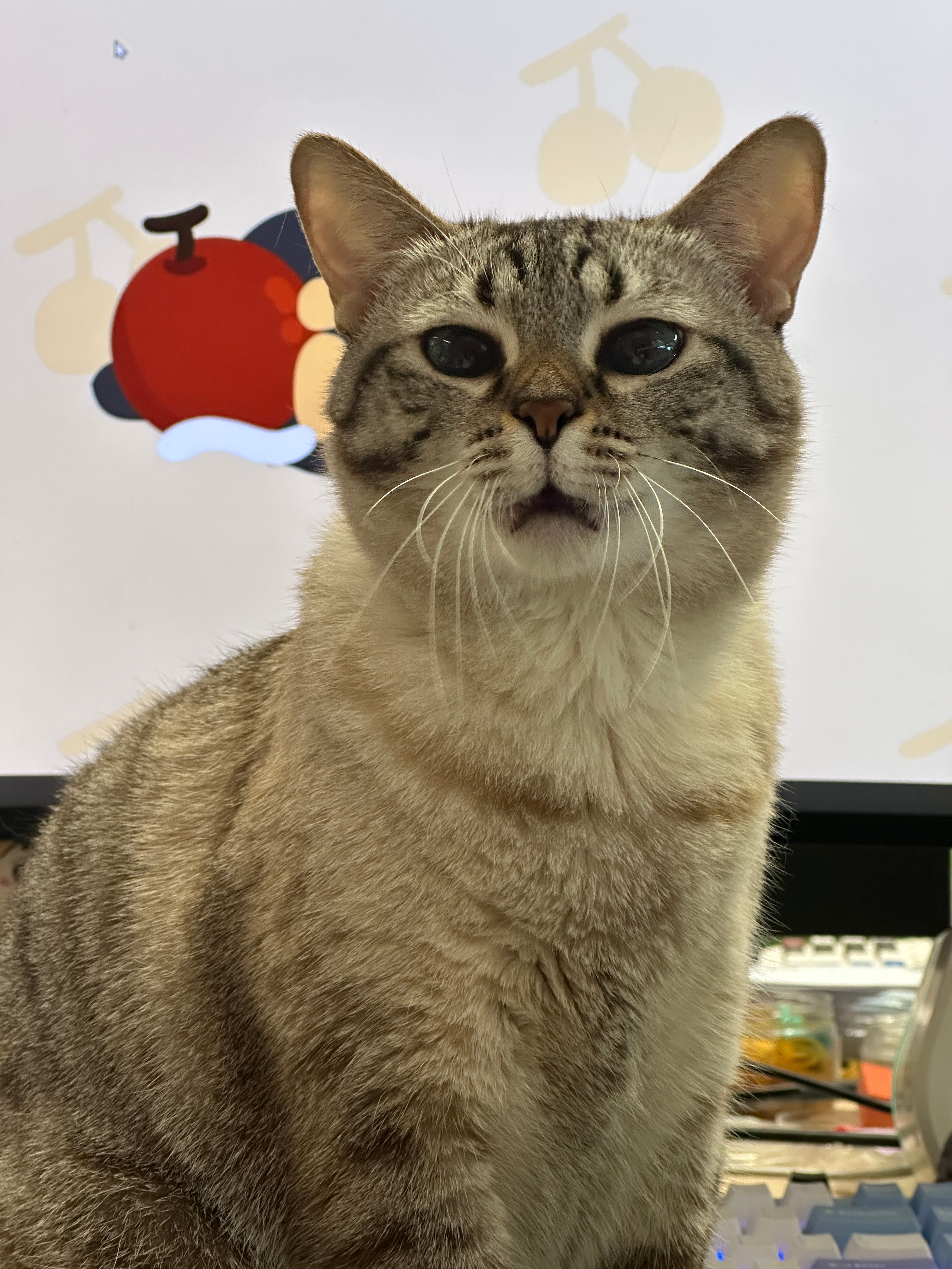 苹果实况你要毁了小猫 为什么苹果实况总能精准找到拍猫猫最搞笑的一帧哈哈哈哈，看看