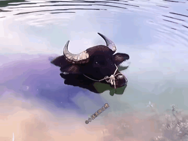 水牛是会水的，不可能在水中被淹死吧，而画面中的这头牛，应该不是一头牛，好像是两头