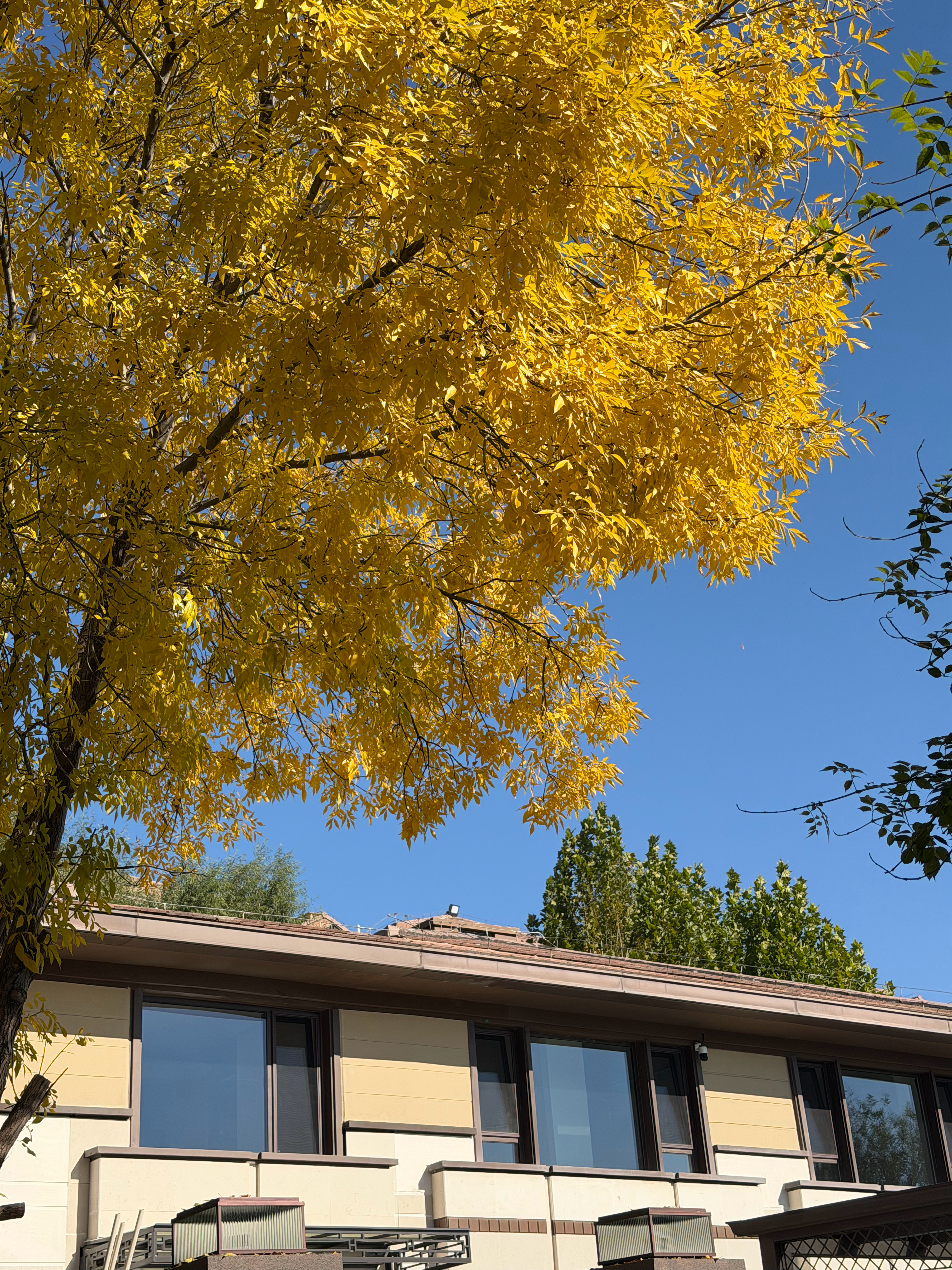 消灭北京的秋天只需要一场雨[跪了][跪了][悲伤][悲伤][悲伤]好气哦[二哈]