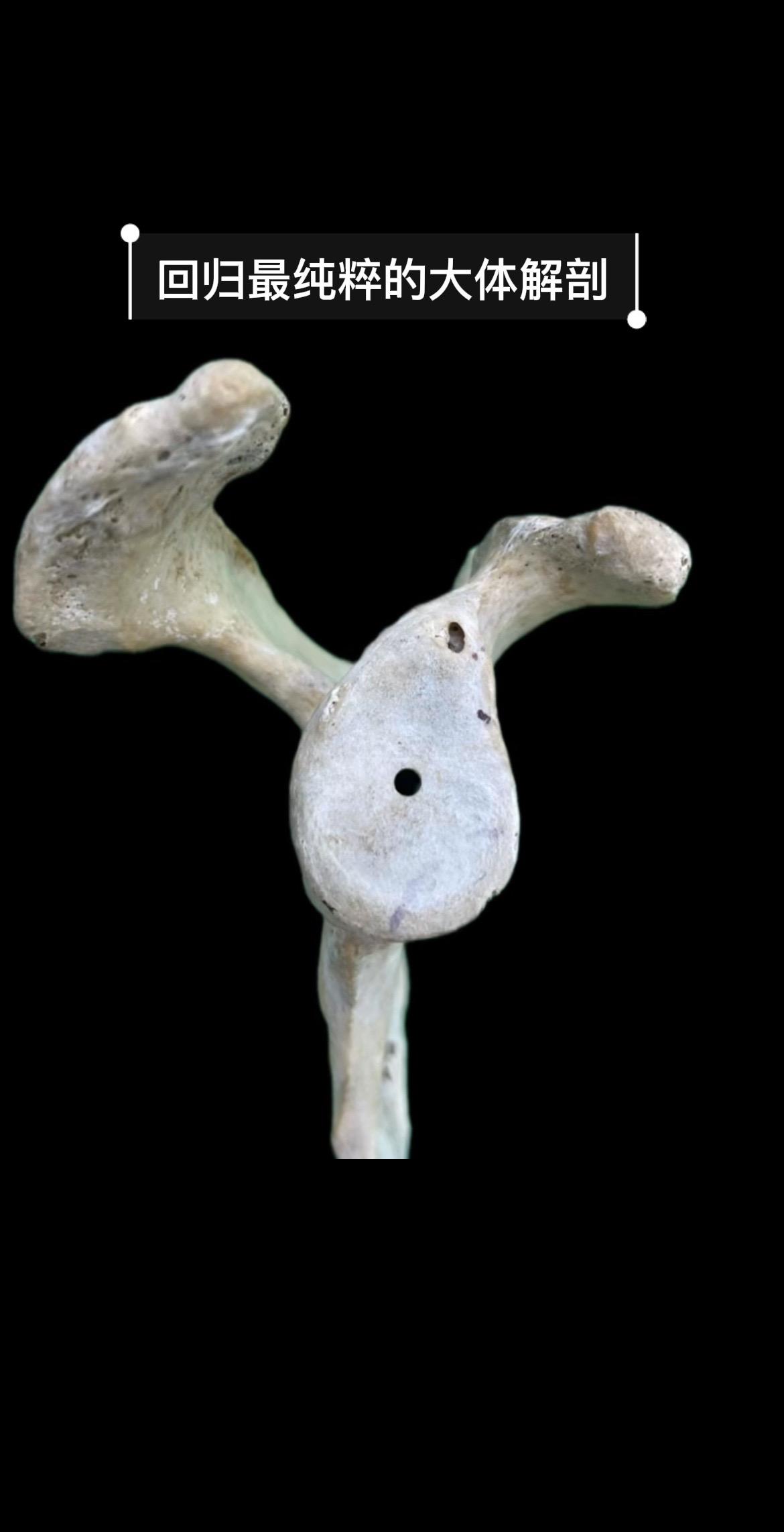 大体解剖。不谈影像数据，不谈高精尖器械，回归最纯粹的大体解剖。只有摸透...