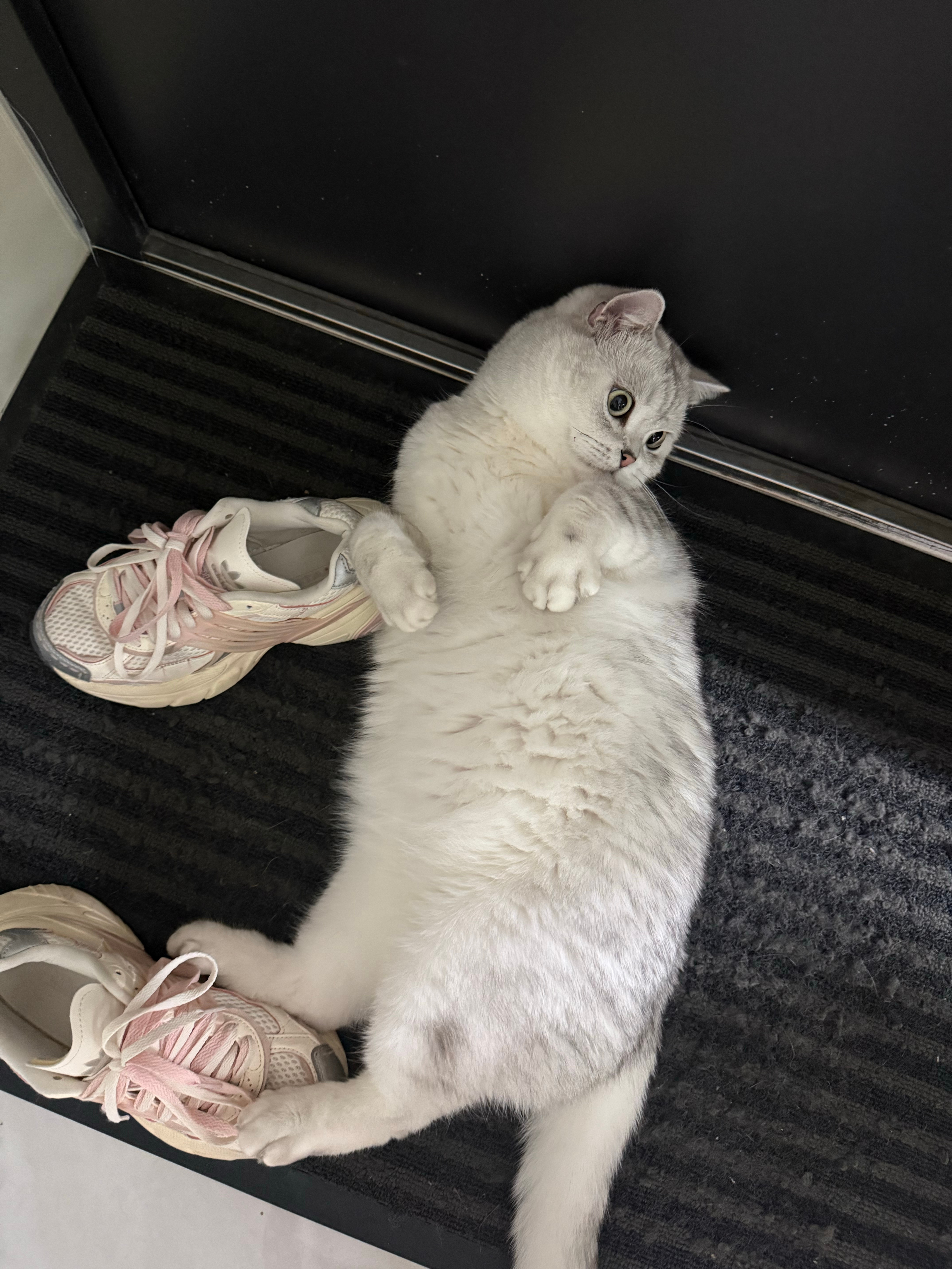我跟我的六一才是患难与共我有钱的时候就给他吃贵点的猫粮我没钱的时候就给他吃便宜点