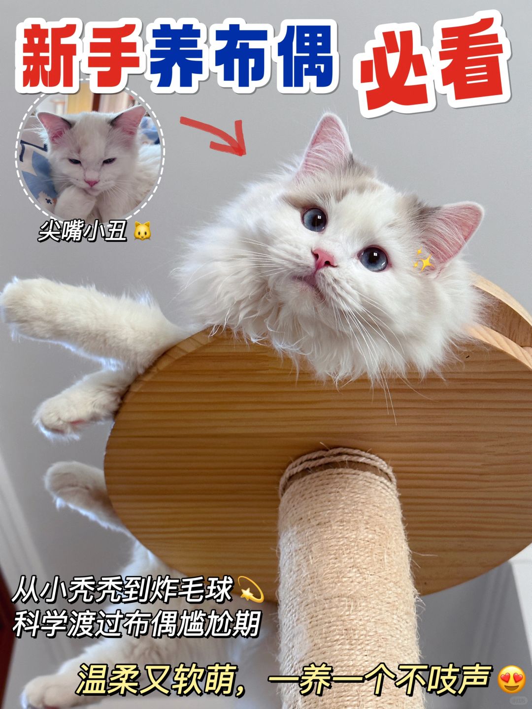 这猫粮行，6只鹌鹑让我养出了喵界小妲己！