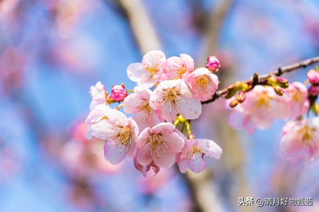 今天我有幸参加了西南地区一山村当地的“过社”民俗活动，体验了一场别具特色的传统节