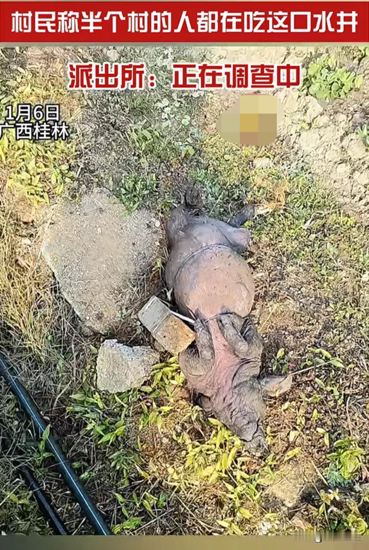 桂林，村里吃的水井被人偷偷扔了一条大死猪
太没有道德了，
广西桂林市荔城镇某村，