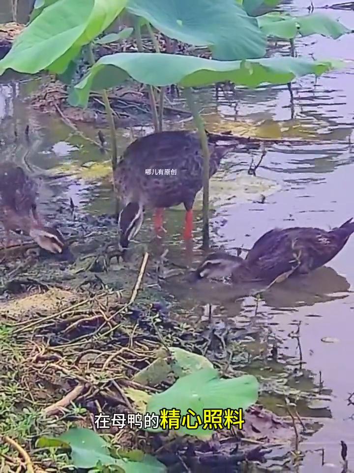 已经进入秋天了，今年繁殖的最后一批斑嘴野鸭还在育雏期。在母鸭的精心照料和言传身教