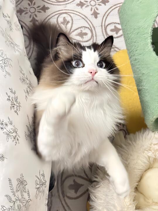 无所谓，我会给猫咪喂养喂套餐