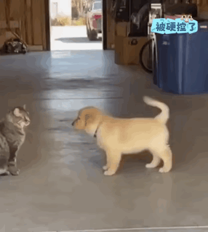 汪星人：说好的儿童组，你怎么叫你妈妈呀？