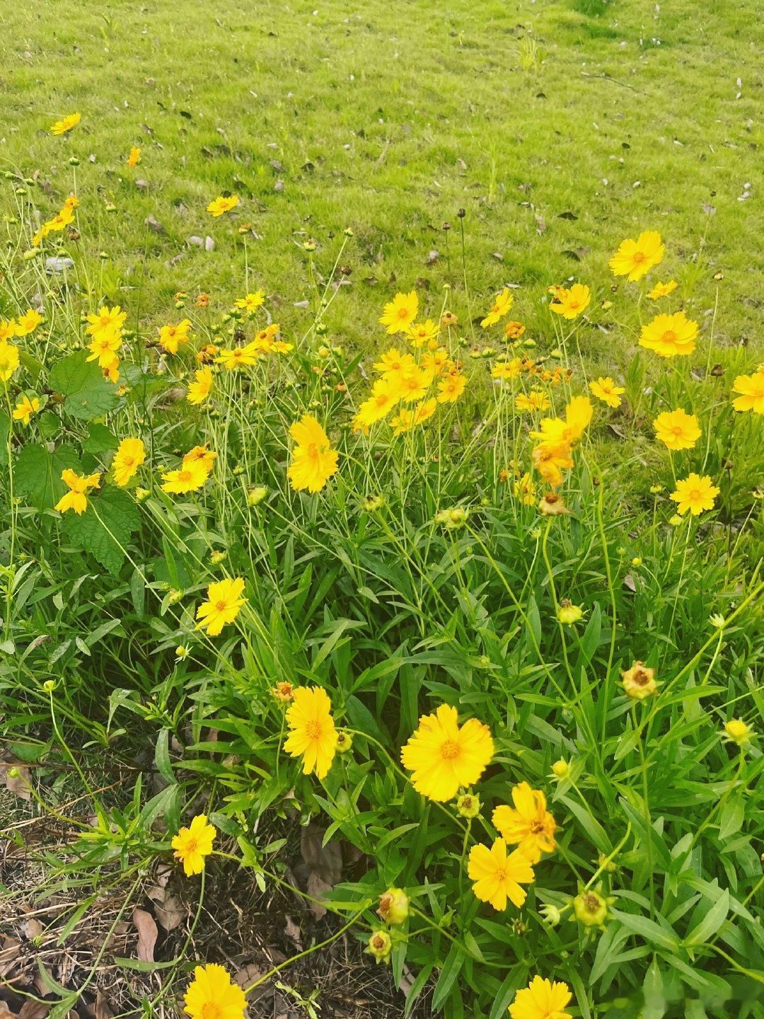 我觉得这种小黄花真的很好看每年夏天河堤边都是 