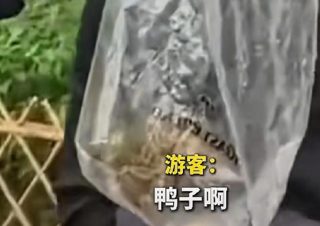 离谱至极！杭州太子湾游客偷装小鸳鸯欲私自带走，被拦后狡辩是鸭子。
 
爱鸟人士及
