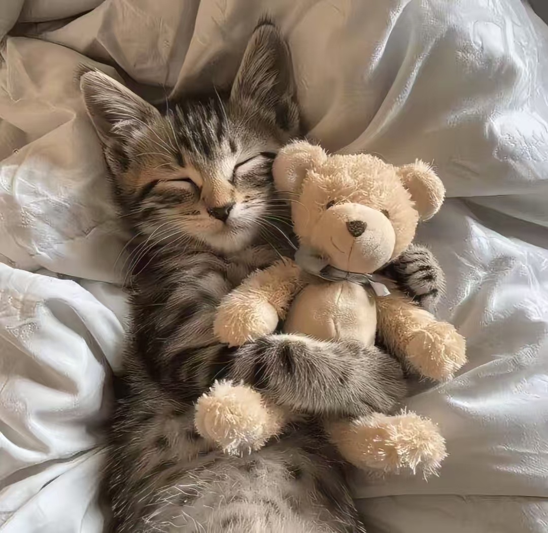 猫咪头像 