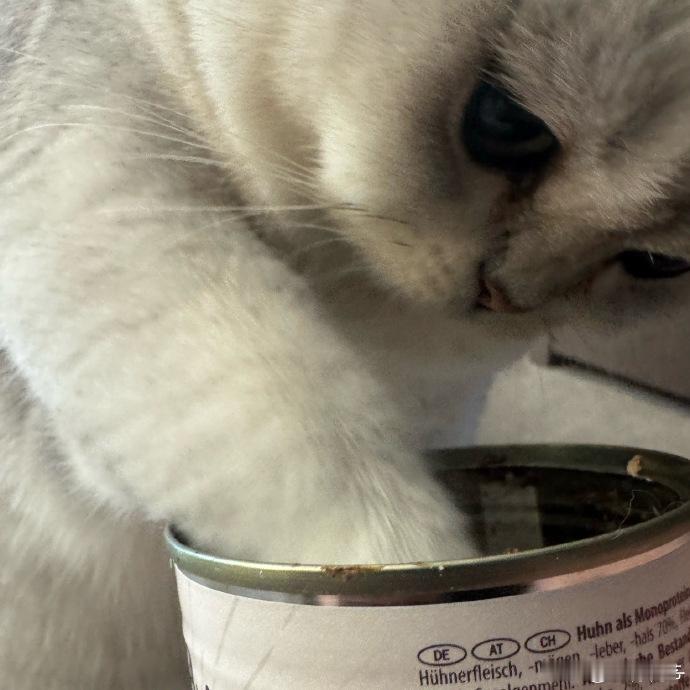 陈鹤一过节给猫加个餐 陈鹤一过节给猫加个餐感觉也是挺不错的呀，这个猫猫还是这么的