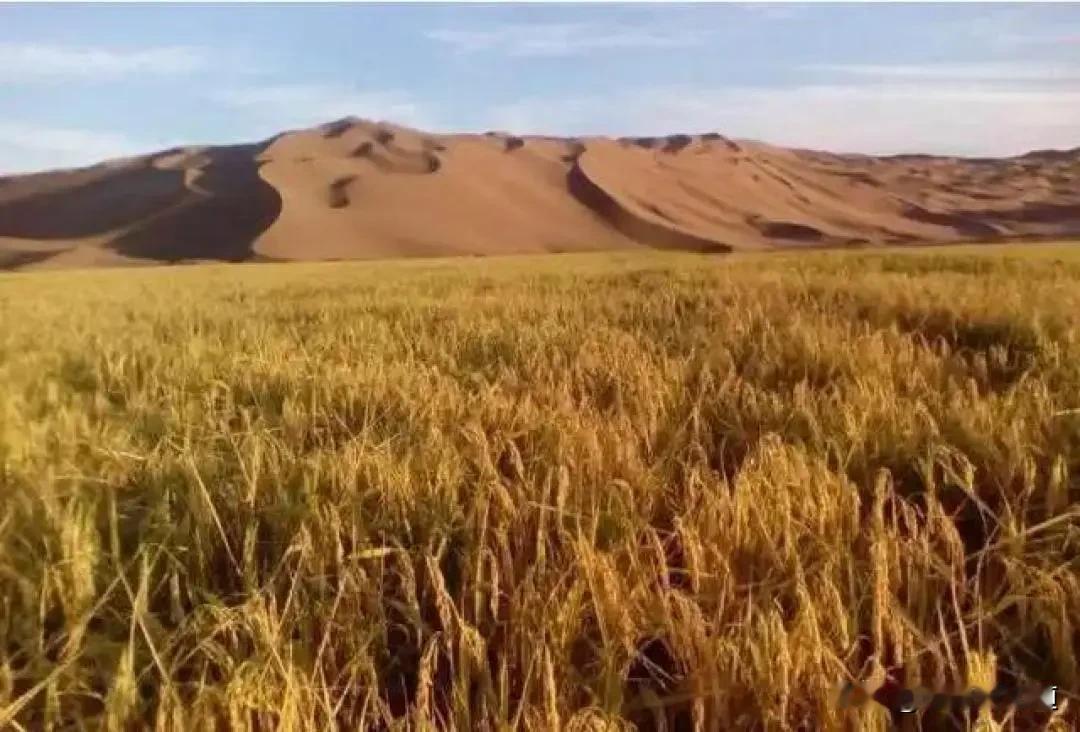 新疆沙漠飘稻香！4000亩盐碱地变粮仓，三大突破改写中国农业格局
 
塔克拉玛干