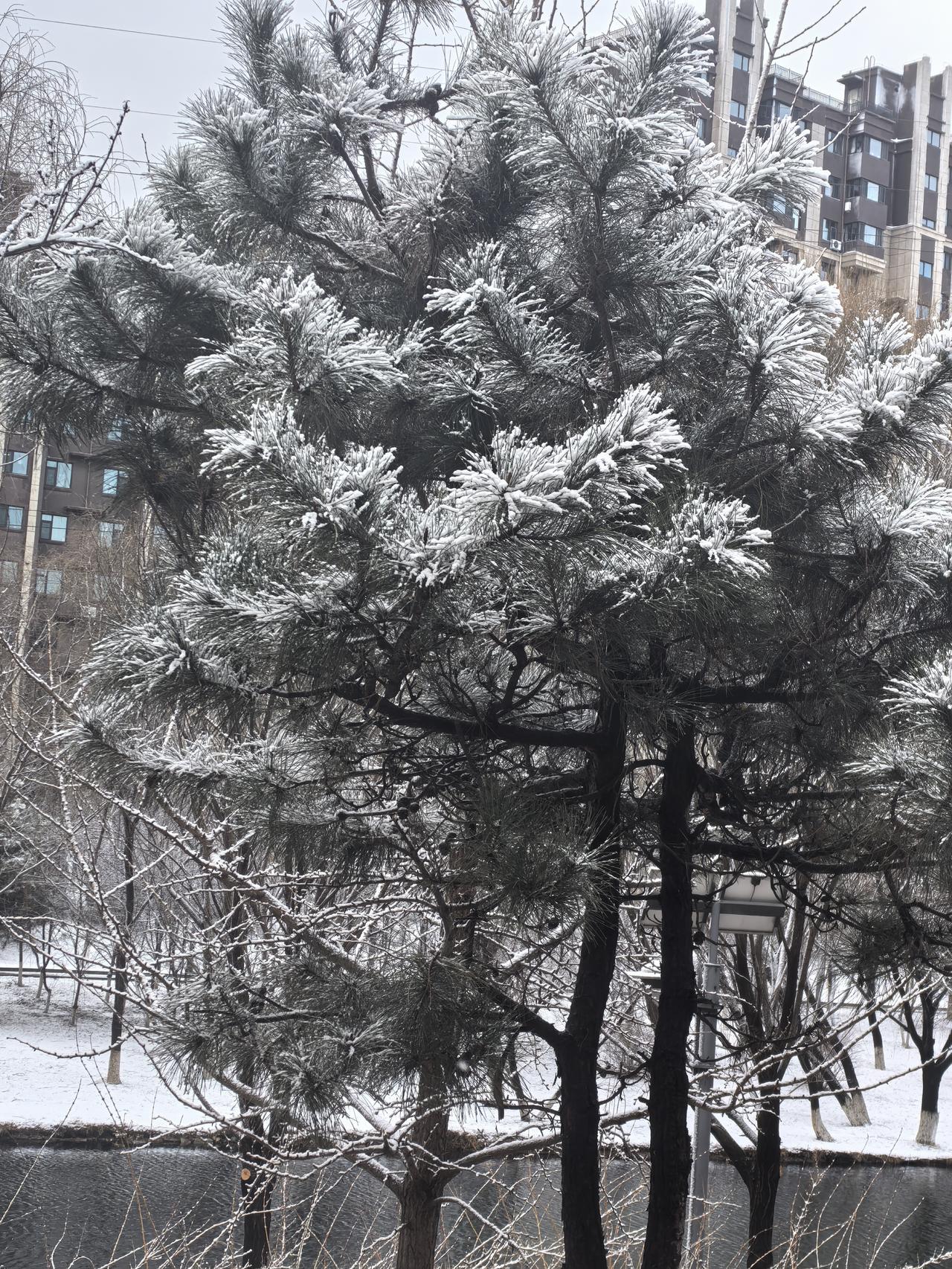 随手拍原创图片分享岛城小雾凇