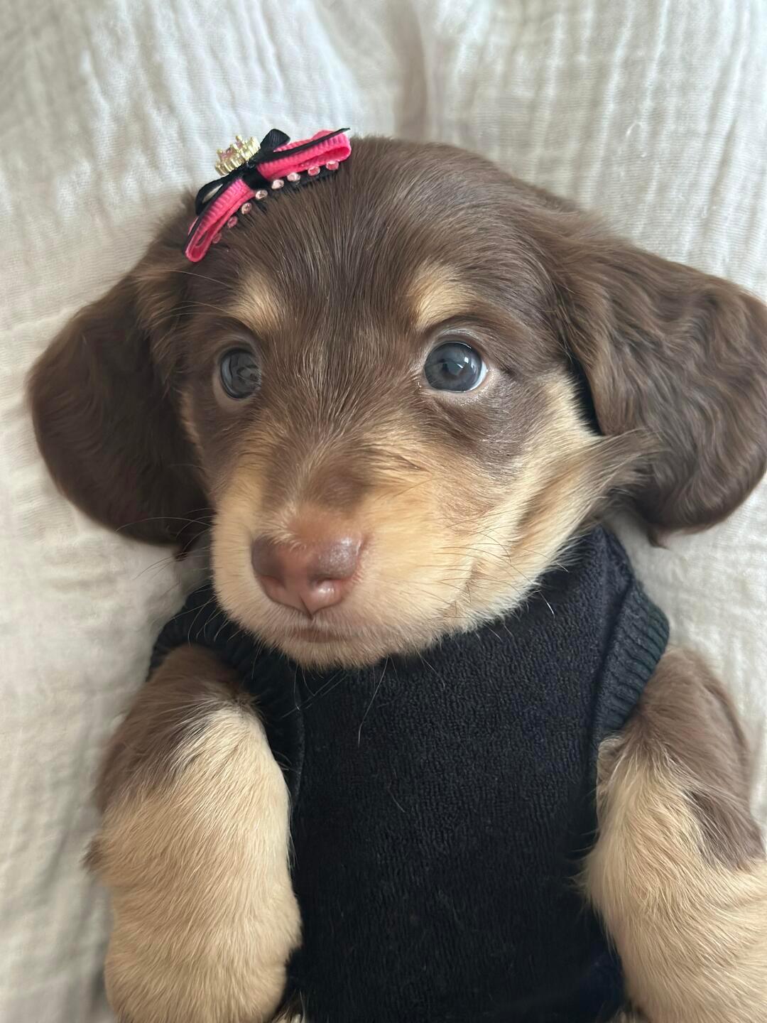 [怒骂]天杀的狗贩子，我一眼就认出这是我的宝宝，后面忘了 