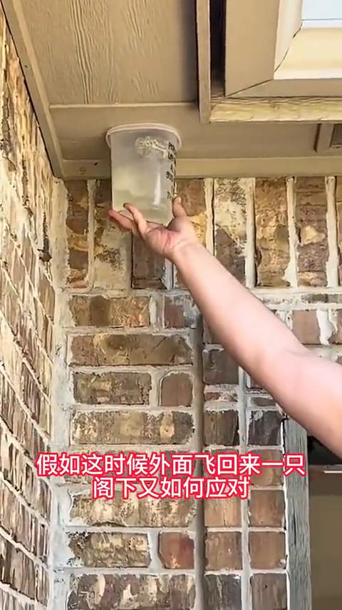 假如这时候外面飞回来一只，阁下又如何应对？
