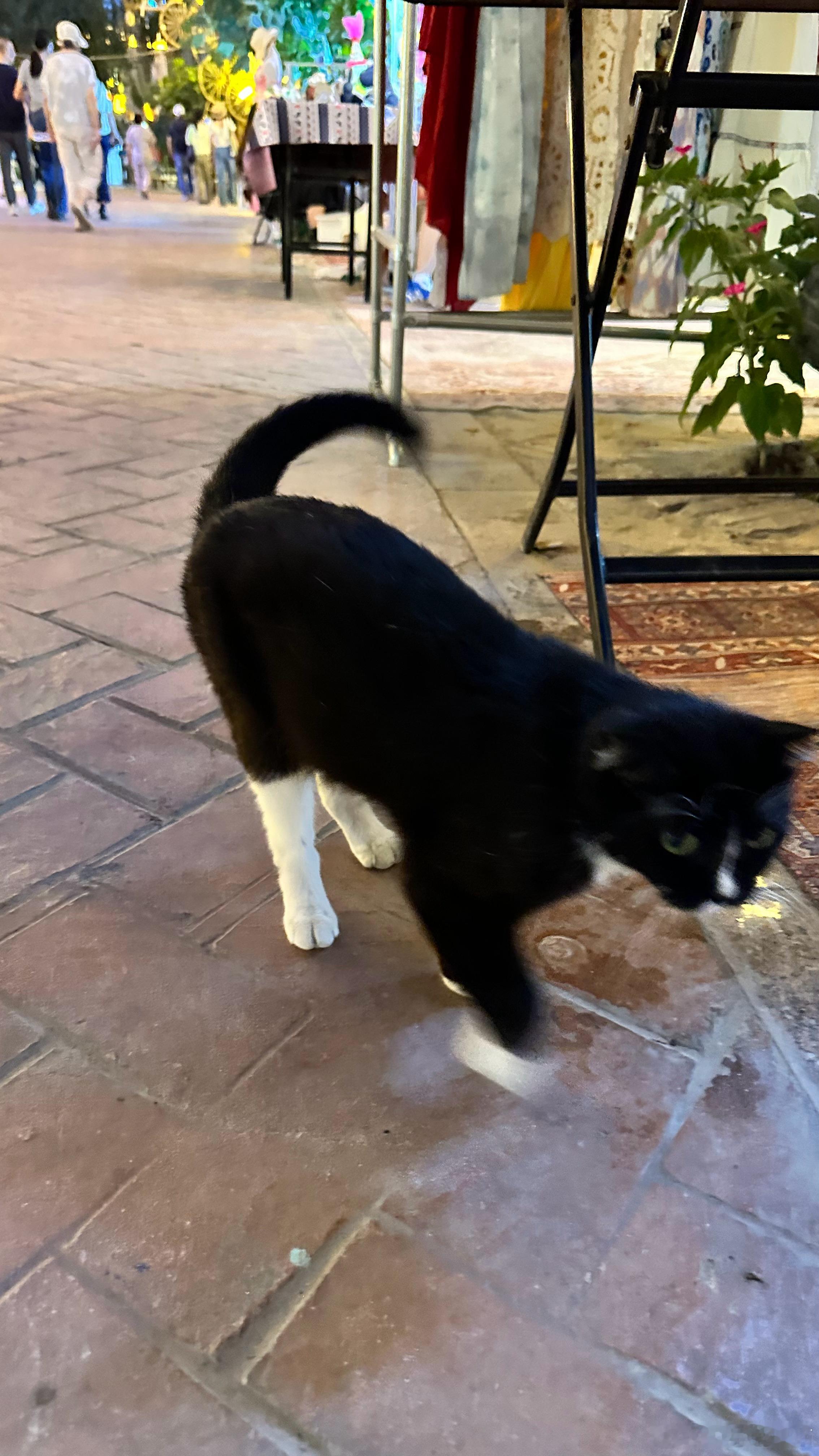 一张图证明我来过这里喀什的猫