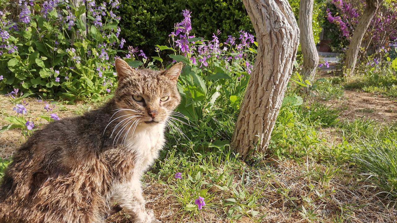 一只流浪猫！我从它青年喂到它老年！看到照片中明显的变化，不禁让人心疼，可是我却无