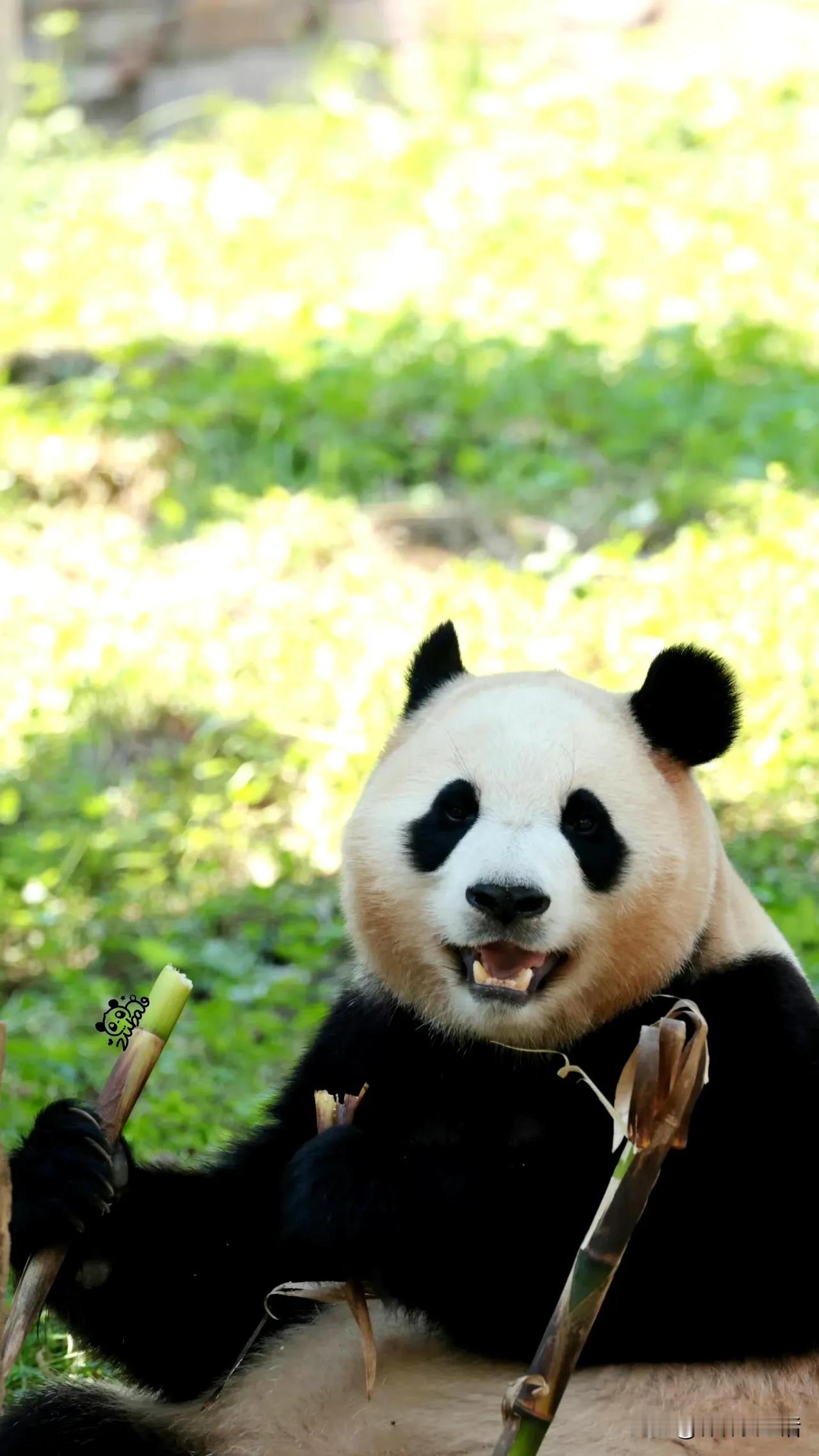 福宝的漂亮壁纸，必须转发一下，开始我觉得有标记，也没关系，反正看着很和谐。

结
