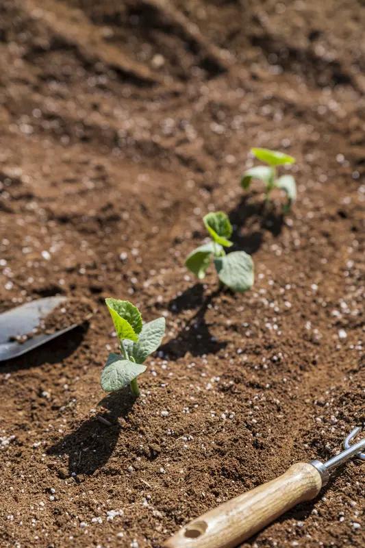 我喜欢种菜，那种从播种到收获的过程，就像一场奇妙的魔法之旅。

我在自家小院开辟
