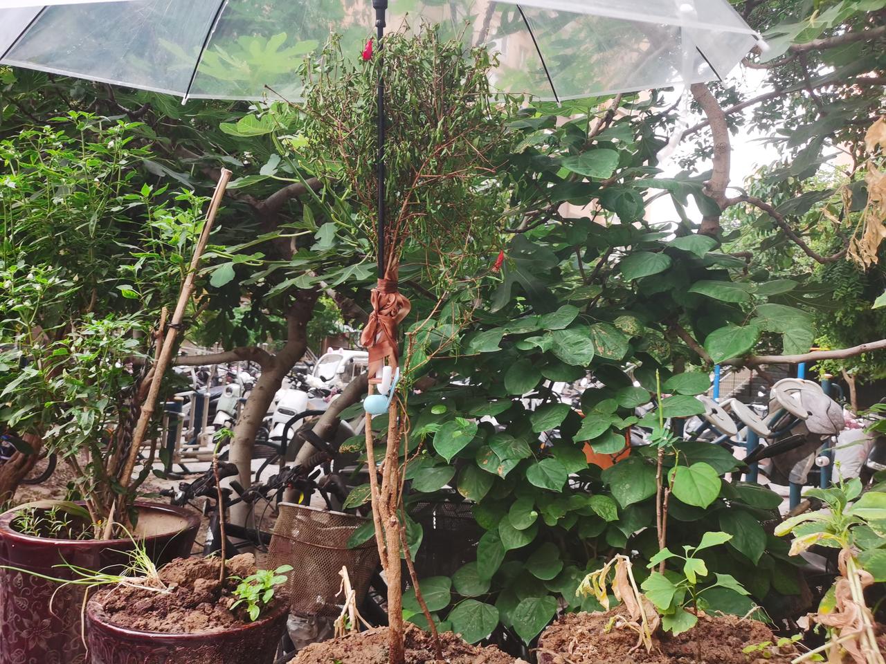 看看我在头条上看广告买的石榴树
19元9买的石榴树栽上第四天了，
第一天上午在快
