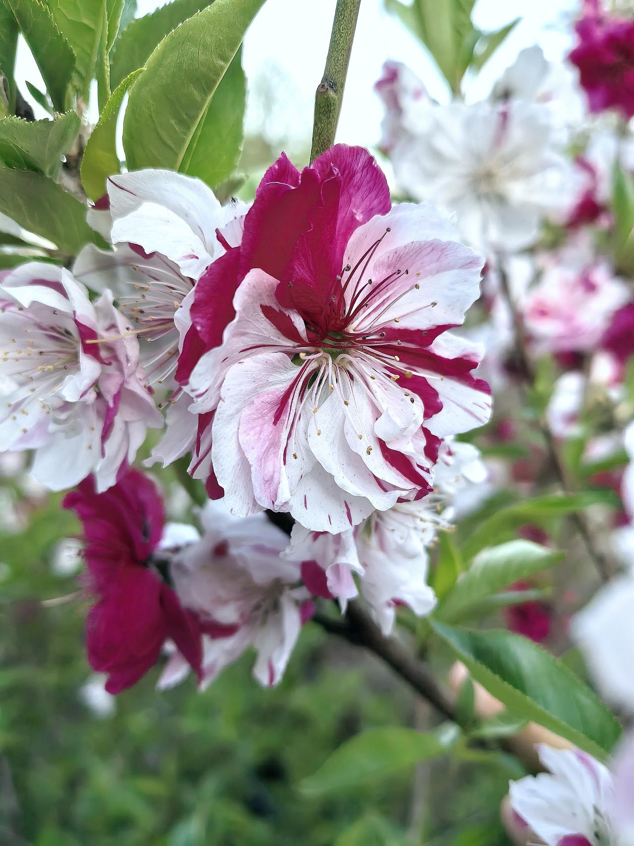 鸳鸯碧桃花是碧桃的一种，耐旱，不喜涝，沙土质最佳，喜大肥。常见有白色碧桃、红色碧