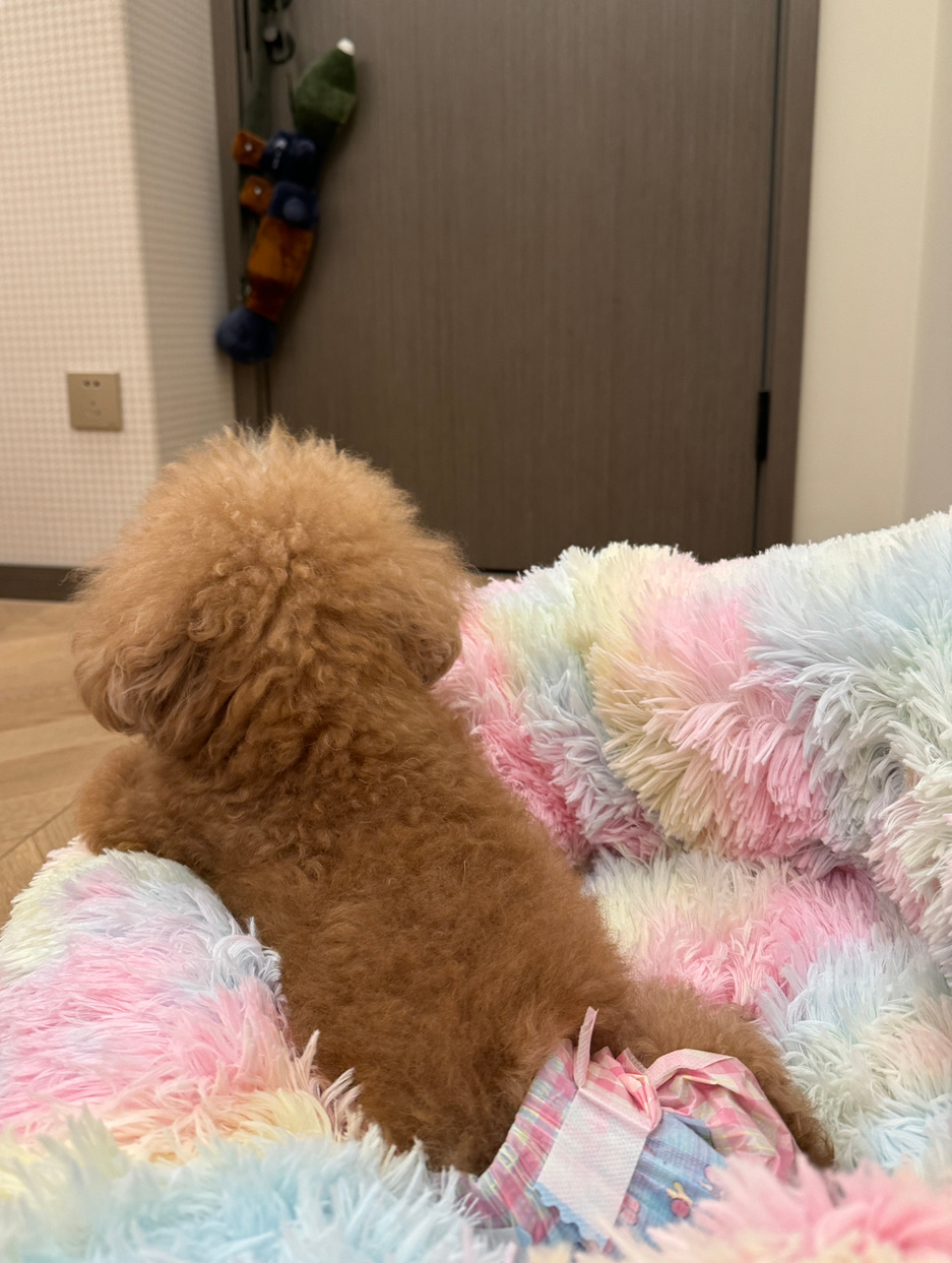穿上了纸尿裤等待尿垫的伊娃大娘看着门后的RPG陷入了沉思 ​​​