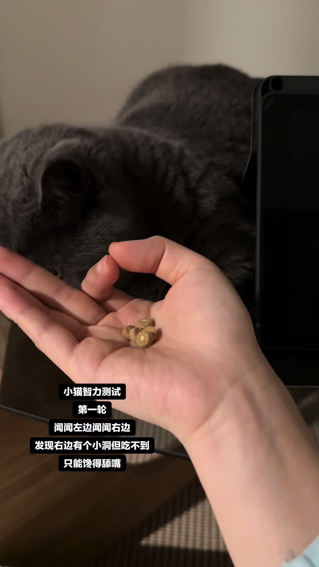 不好意思我们是笨蛋