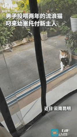 泪目了，两年投喂，猫咪把一窝孩子全托付给人类，还自带干粮

云南昆明，一男子坚持