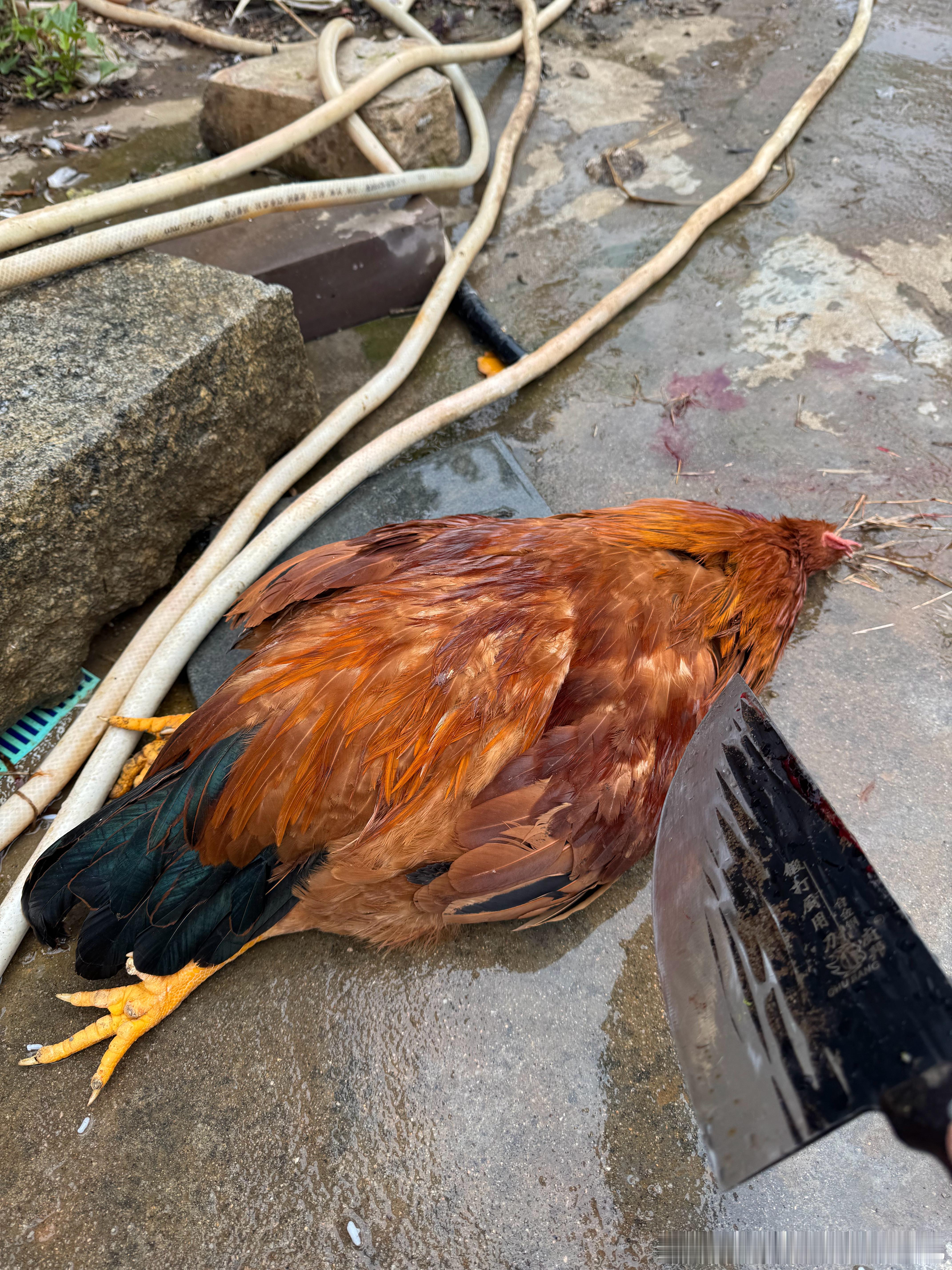 今天必须见点红，为了股市涨，回大福建杀鸡