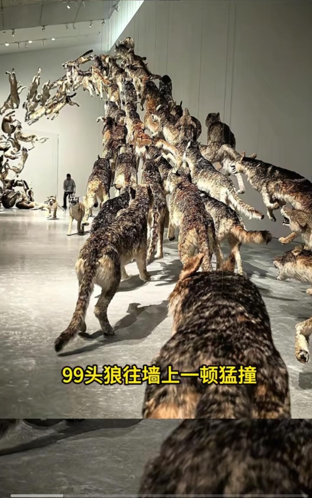 真的不能再查蔡国强了
越查越不得了
2006年的时候他用了99头狼搞了个作品《撞
