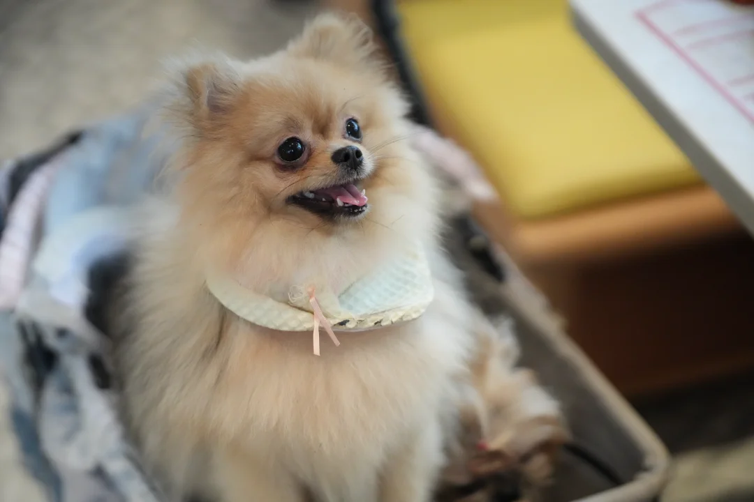 有没有帅哥博美和我家宝生孩子