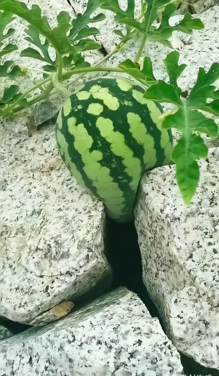 七绝•石缝西瓜王建辉瘠石贫寒愈蹇辛，一着不慎更磨人。生来竟是这般命，坎坷偏逢枷锁