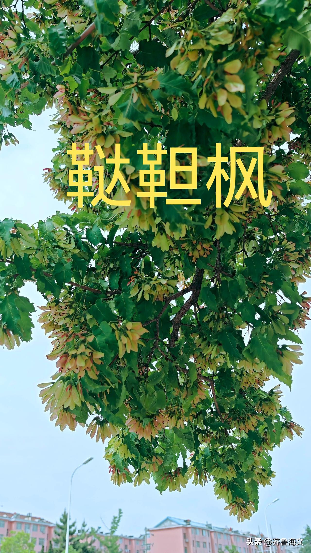鞑靼枫，又名鞑靼槭：dá dá qì。鞑靼槭的翅果以其鲜艳的红色（在绿叶映衬下格
