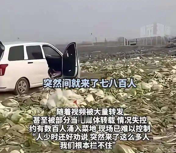 为何又出现哄抢大白菜的事？最近内蒙赤峰出现了哄抢大白菜的事件，造成损失超过百万元