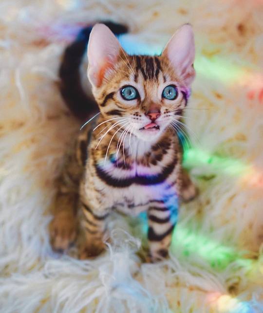 彩虹猫，说不定会有好运哦 