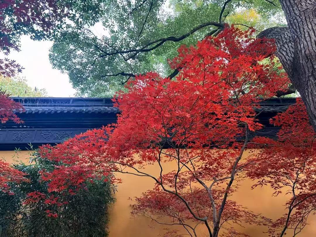 秋意渐浓，枫叶红艳，古风建筑映衬，宛如画卷。