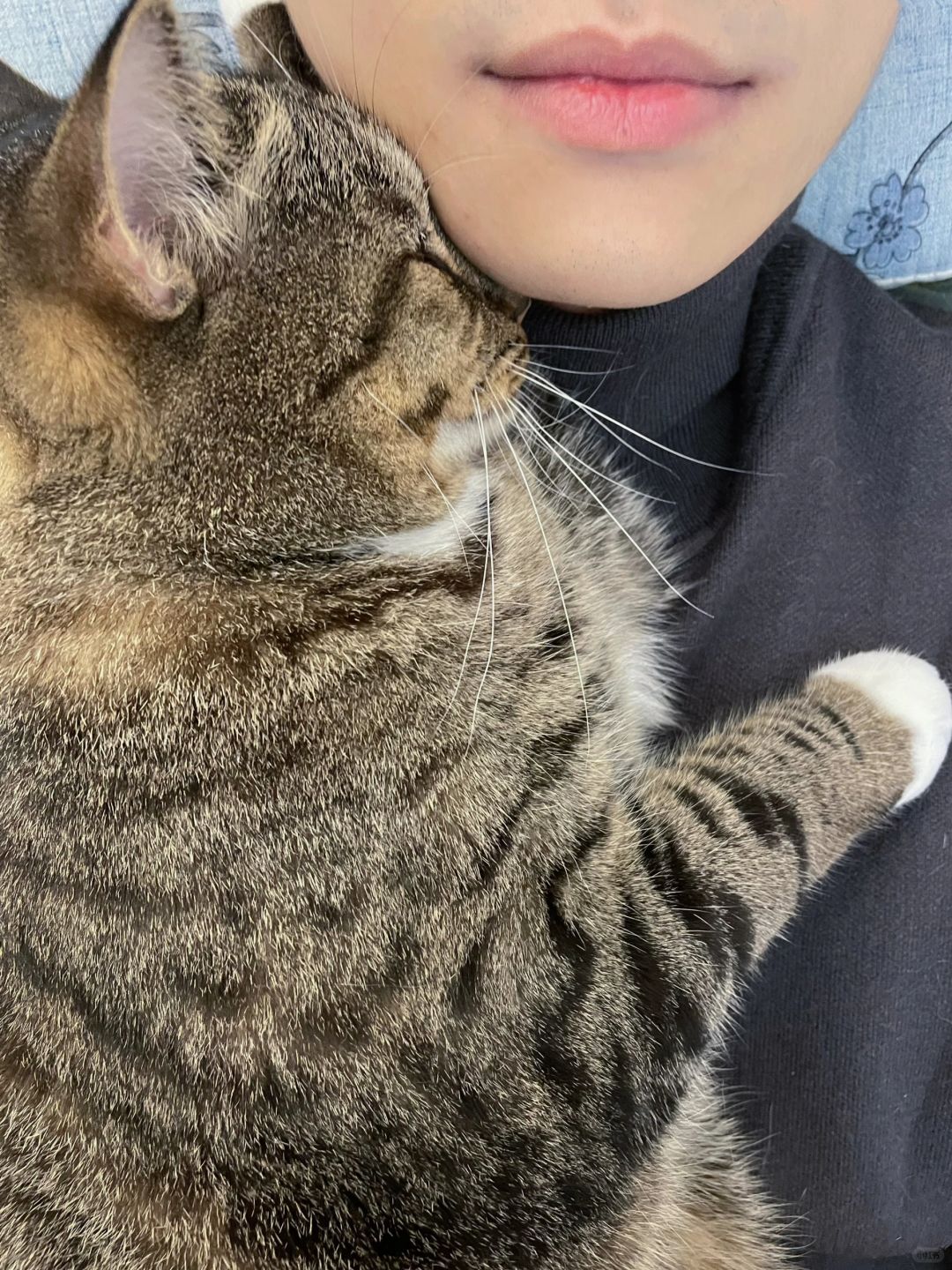一入冬，13斤的猪咪也变成黏人宝贝了