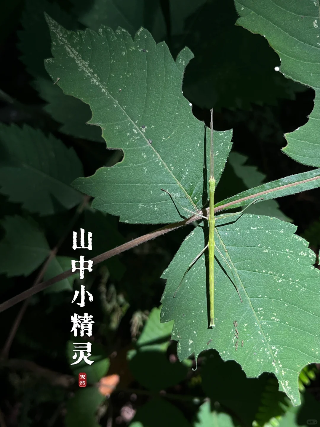 美好生活的瞬间｜山中小精灵