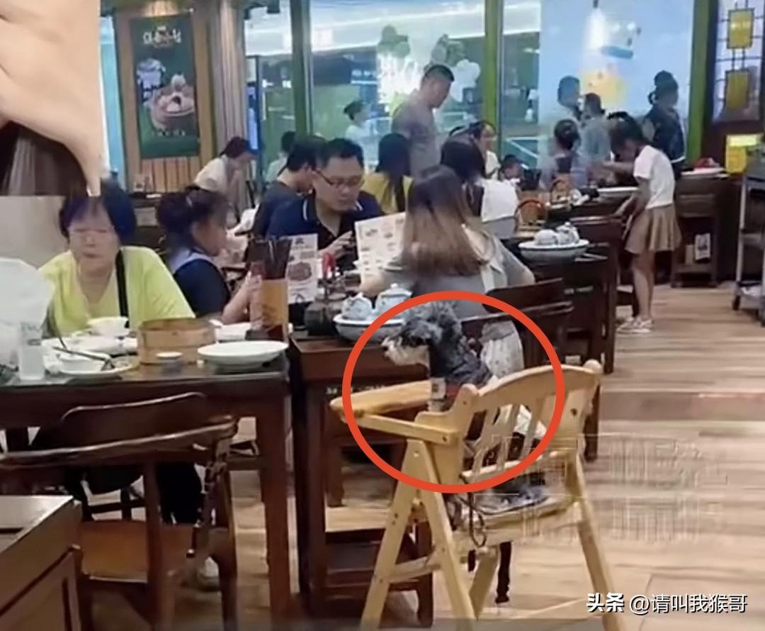 带宠物进餐厅就已经很离谱了，这个人竟然还让服务员拿来宝宝座椅，专门给自己的宠物狗